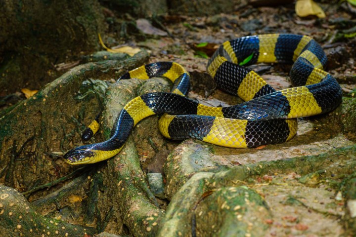 Scales of the Wild - Reptiles at Katarniaghat Image